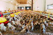 Large group of chicks in chicken farm. Selective focus.
