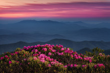 Twilight Over Catawba Rhododendron In The Appalachian Mountains Of Tennessee