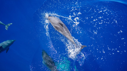  Dolphin Splashing in blue water with others. Dolphins. Water.
