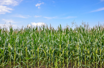 Ripe corn field with blue sky