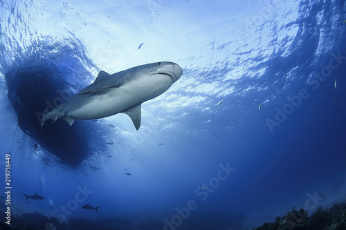 Zdjęcie XXL Tygrysiego rekinu Pływać podwodny w Atlantyckich ocean Bahamas