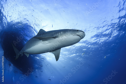 Zdjęcie XXL Tygrysiego rekinu Pływać podwodny w Atlantyckich ocean Bahamas