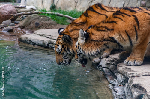 Zdjęcie XXL Woda pitna tygrysy