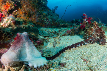 A pair of Octopus mating on a deep tropical coral reef