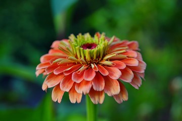 Wall Mural - Colorful orange zinnia flowers in summer