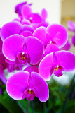 Fototapeta Kuchnia - A pink phalaenopsis moth orchid flower in bloom