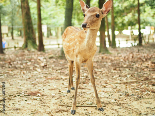 奈良公園の可愛い鹿 Adobe Stock でこのストック画像を購入して 類似の画像をさらに検索 Adobe Stock