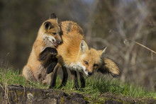 Female Red Fox With Kits