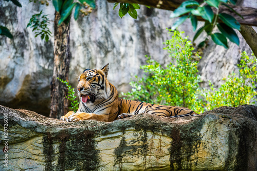 Plakat Tygrys bengalski odpoczywa w forrest