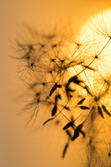  Dandelion silhouette against sunset with seeds