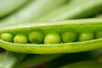 Wall Mural - Pod of green pea , green peas, on wood background