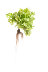 Canvas Print - Green oak  lettuce on white background