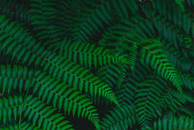 Dark Botanical Background Tropical Fern Faded Leaf