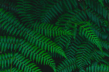 Dark botanical background tropical fern faded leaf