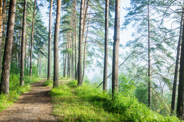 Beautiful summer forest with different trees in morning fog