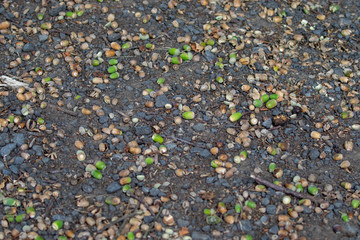 Wall Mural - Several green acorns lying on the ground 