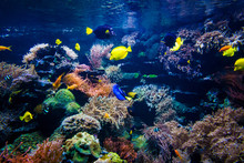 Colorful Coral Reef With Fish And Stone