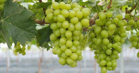 Poster - Green grape farm garden