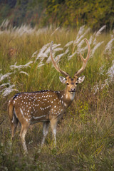 Wall Mural - Spotted deer or chital, Axis axis, Bandhavgarh Tiger Reserve, Madhya Pradesh, India