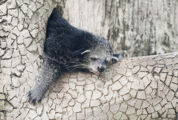 Sleeping binturong on a tree