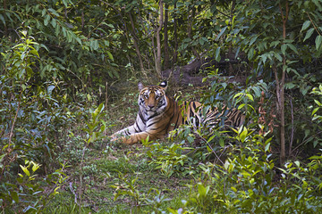 Wall Mural - tiger- panthera tigris tigris. banbehi female, bandhavgarh tiger reserve, madhya pradesh, india