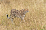 Fototapeta Sawanna - Wild african cheetah