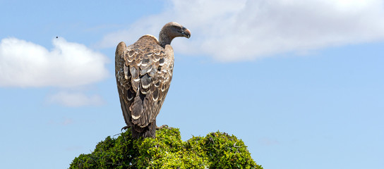 Wall Mural - Vulture on tree