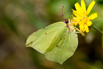 Poster - Zitronenfalter (Gonepteryx rhamni) auf der ostfriesischen Nordseeinsel Juist in Deutschland, Europa.