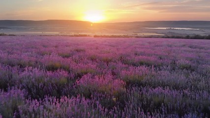 Wall Mural - Aerial nature landscape video. Flight over lavender meadow at sunset. Agriculture industry scene. Nature 4k scene composition.