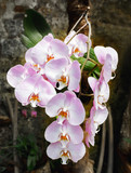 Fototapeta Storczyk - Beautiful pink orchid branch variety Phalaenopsis Sanderiana