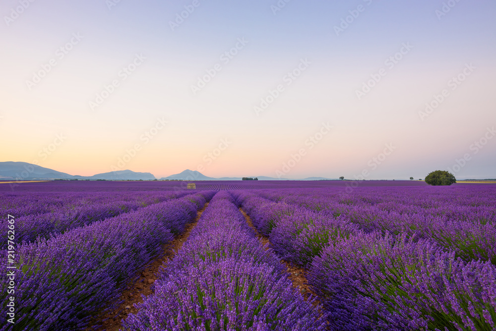 Lavender field at sunrise Valensole Plateau Provence iconic french landscape - obrazy, fototapety, plakaty 
