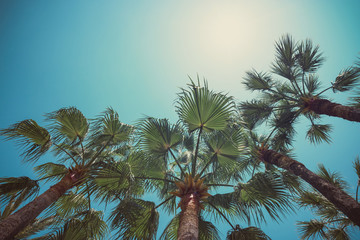 Wall Mural - Palm trees angle view to sky vintage color stylized