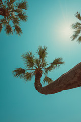 Wall Mural - Palm tree curved hanging over sea south beach resort vintage color stylized clear summer sky