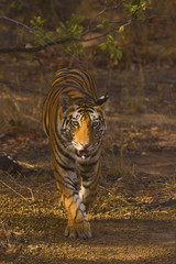 Wall Mural - samrat tiger, panthera tigris tigris, bandhavgarh tiger reserve, madhya pradesh