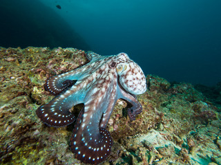 Wall Mural - Octopus on a coral reef