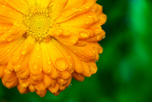 Yellow Flower With Wet Petals On Green Background.