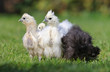 Group of A little chickens on a grass, outdoor