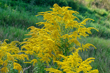 Wall Mural - Plant blooming in yellow on the field.