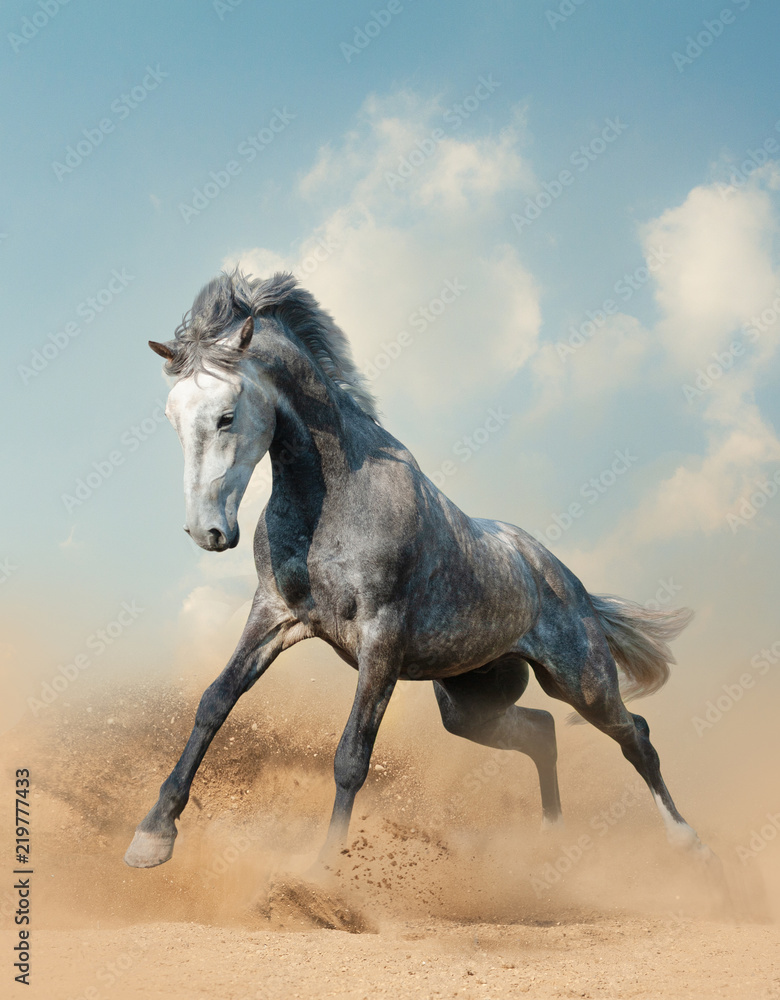 Young gray stallion running on sand - obrazy, fototapety, plakaty 