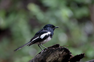 Wall Mural - Male Oriental magpie-robin, they are common birds in urban gardens as well as forests.