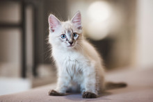SIberian Neva Masquerade Kitten With Beautiful Blue Eyes Sitting Indoors. Closeup Portrait Of Cute Kitten With Gray Hair