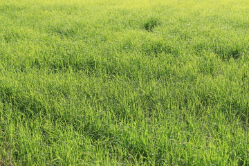 Rice plant in the growing field.