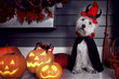Funny west highland white terrier dog in scary halloween costume and red hat with devil horns sitting outdoor with  pumpkins lanterns with fear spooky faces. Halloween night decorations concept.