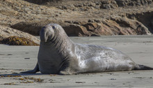 Elephant Seal On California Coast