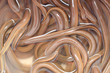 Fresh Synbranchidae fish or eel fish background.