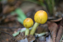 Fresh Yellow Amanita Virosa Of Mushroom To Can Eat On Ground.