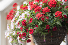 Close-up: Hanging Wooden Basket With Beautiful Flowers Of Red Verbena And White Petunia Is On Outside Of A House. Concept: English Garden Style And Gardening.