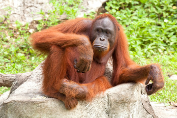 Sticker - orangutan cute