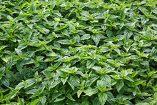 Thick shrubs of young nettle as a background