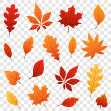 Colorful Autumn Falling Leaves Isolated On Transparent Background. Vector Illustration.